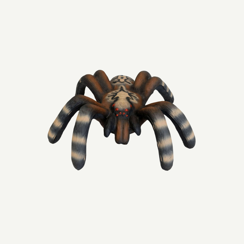 Leitold Little Bird Spider