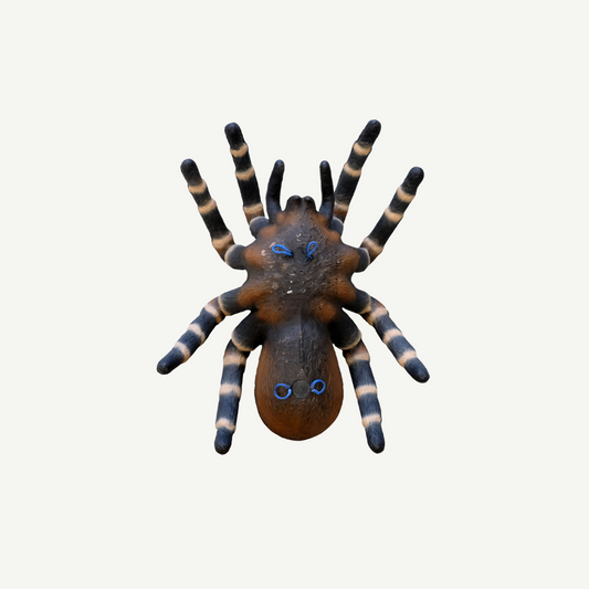 Leitold Bird Spider
