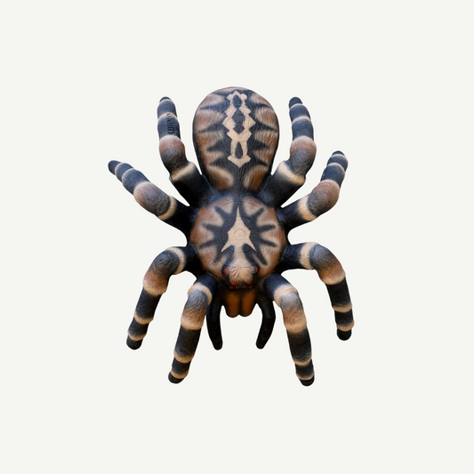 Leitold Bird Spider