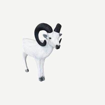 Leitold Standing Dall Sheep