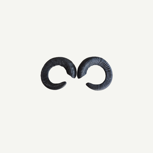 Leitold Moufflon Horns (1 Pair)