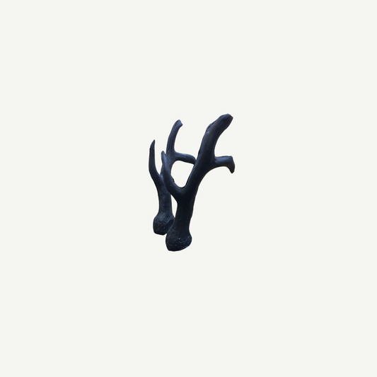 Leitold Roebuck Antler (1 Pair)